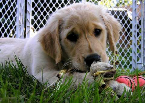 Seu cachorro sabe quando você está triste