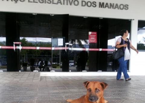 Vira-lata monta guarda na Câmara de Vereadores