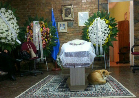 Cão não abandona a dona nem no velório 