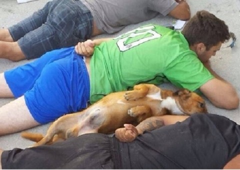 Traficantes são presos durante operação e até cachorrinho se rende