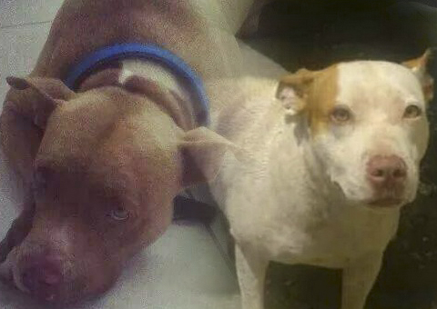 Homem que mutilou pit bulls em Manaus não será acusado por maus-tratos
