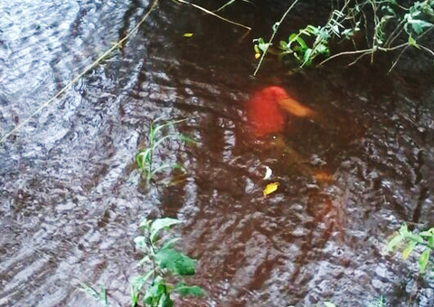 Cadáver de homem boia no Puraquequara
