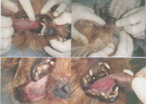 Laudo de legista diz que Rick, cachorro de Gabriela, foi estrangulado