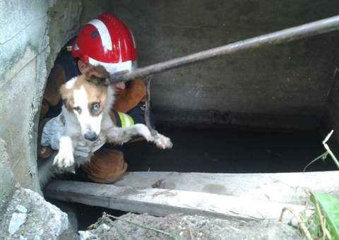 Bombeiros resgatam cadela em bueiro