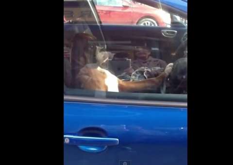 Cadela foi esquecida no carro e buzina sem parar