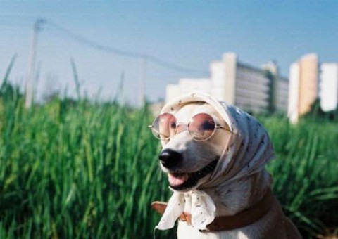 Cachorrinha que derrotou câncer virou uma super modelo e faz sucesso na web