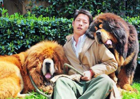 Cão vendido na China por quase dois milhões de dólares