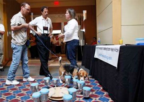 Pesquisas apontam que cães detectam câncer através do faro