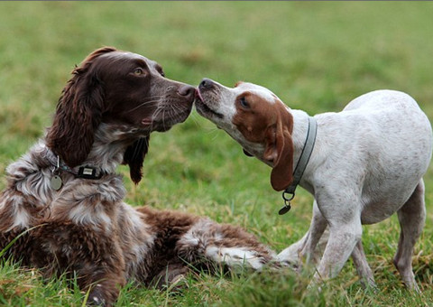 A história real de Romeu e Julieta versão canina 
