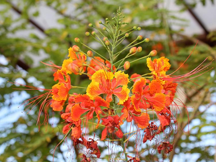 caesalpinia-pulcherrima-03.jpg