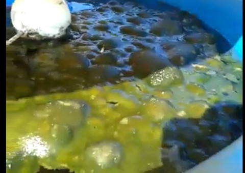 Manutenção em casa no fim de ano comece pela caixa d’água