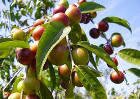 Camu-camu em pó reduz gordura e açúcar na corrente sanguínea