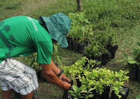 Canteiros centrais de rotatória ganham mudas em comemoração aos 345 anos de Manaus