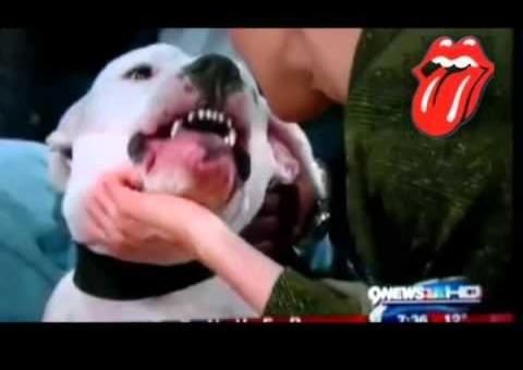 Apresentadora é atacada por cão em programa ao vivo