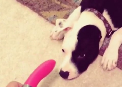  O que acontece quando um cão encontra um vibrador