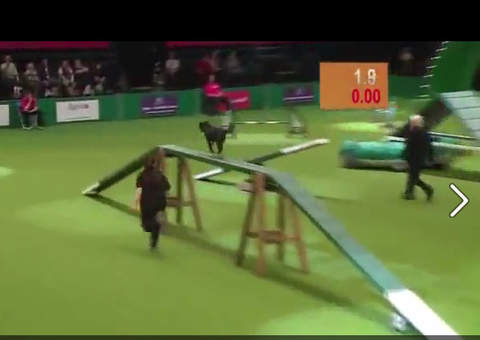 Cão prestes a vencer campeonato para por necessidade maior