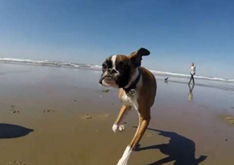 Boxer causa na praia ao brincar com seu dono.