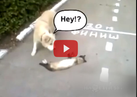 Gato se finge de morto para escapar de cachorro