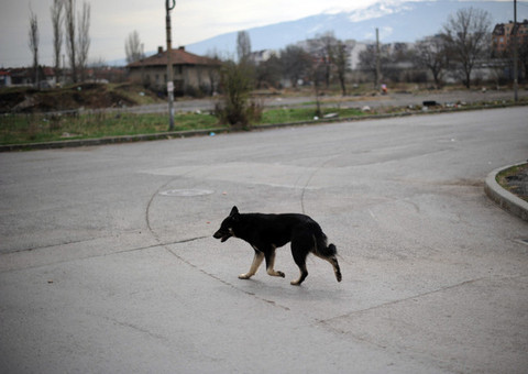 Homem que estuprou cão foi absolvido por juiz que considerou animal um simples "vira-lata" 