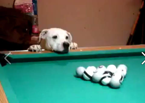 Cão craque na sinuca surpreende internautas 