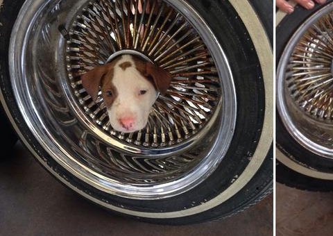 Cãozinho fofo acaba com a cabeça presa em roda de carro