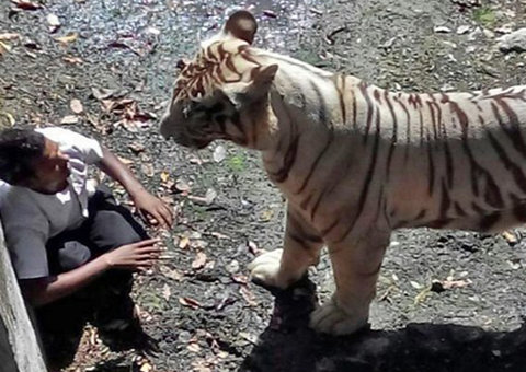 Vídes mostra tigre atacando e matando estudante em zoológico