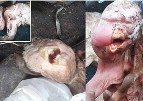 Cabra nasce com aparência humana e criadores são acusados de terem tido relações sexuais com a mãe do animal