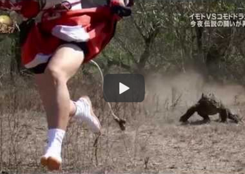 Quem corre mais, a Japinha ou o Dragão de Komodo?