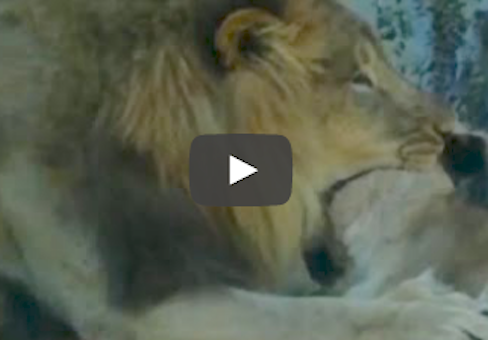 Leão choca ao abocanhar pescoço de leoa e matá-la em frente a visitantes