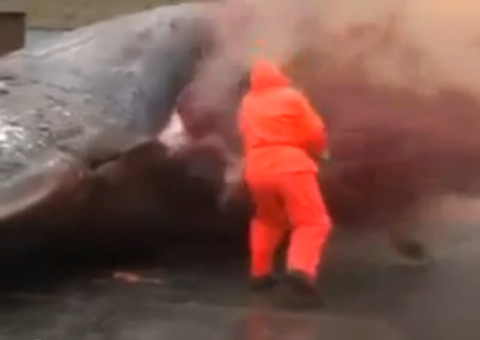 Vídeo: Baleia com gases explode na Dinamarca