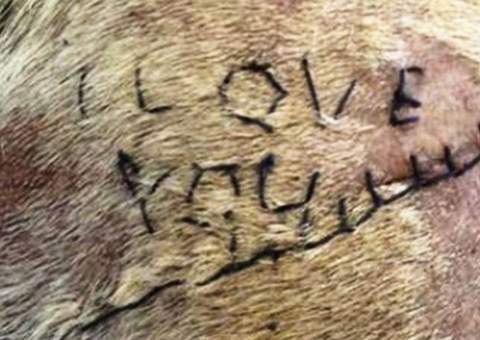 Estudante costura declaração de amor na pele de cachorro