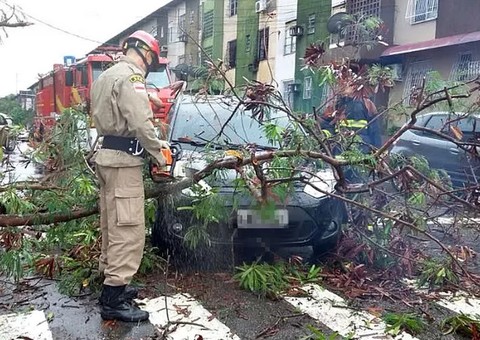 Chuvas intensas provocam queda de árvores na zona Centro-Sul