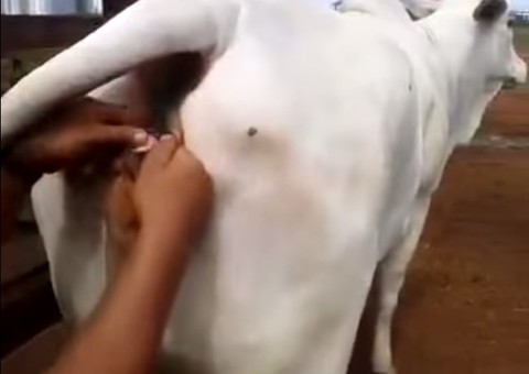 Conheça o cabra macho que topa até “perereca” de vaca