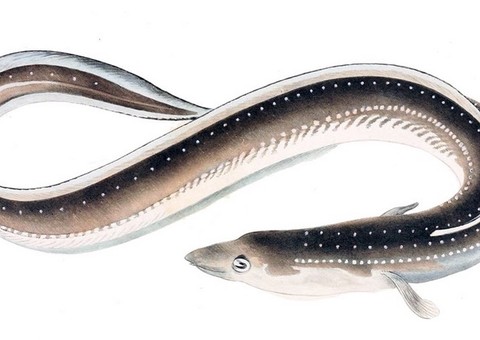 Homem se excita, põe enguia viva no ânus e se dá mal  