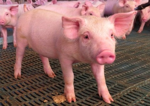 Leitão com deformidades nasce com pênis na testa e traços humanos 