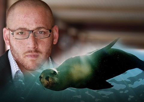 Homem com depressão salta de ponte para cometer suicídio e é salvo por leão-marinho