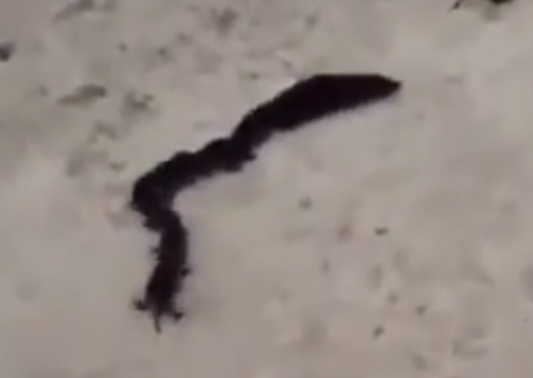 É uma cobra ou são ratos? Vídeo confunde internautas