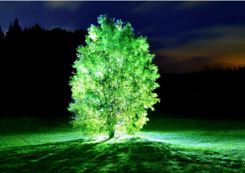 Japoneses criam proteína que faz árvores brilharem e futuramente podem substituir postes