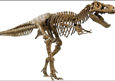 Menino de 5 anos descobre sem querer fóssil de dinossauro