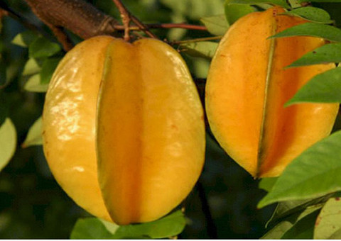 Feirantes ganham palestra sobre mosca da carambola