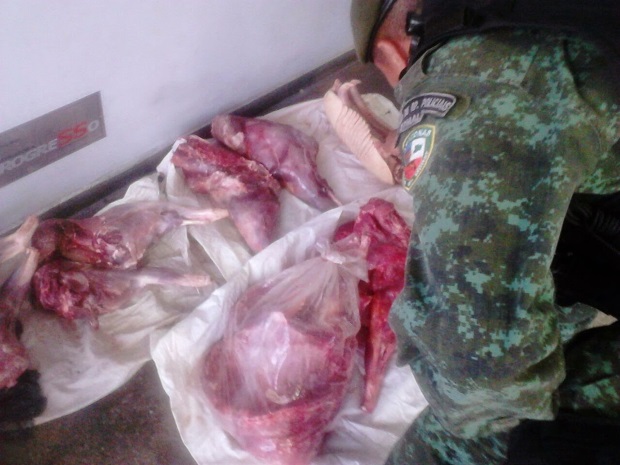 Carne de tatu e porco-do-mato é apreendida na AM-070