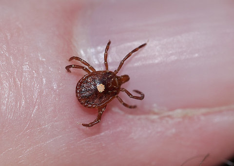 Carrapato descoberto nos EUA é capaz de transformar uma pessoa em vegetariana