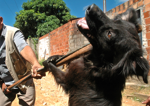 SEMSA faz alerta sobre falsa carrocinha que tenta capturar animais