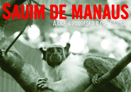Governo lança campanha para proteção do Sauim de Manaus