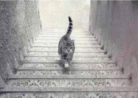 O gato está subindo ou descendo?