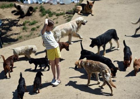 Animais de estimação são resgatados de cidade inundada na Sérvia