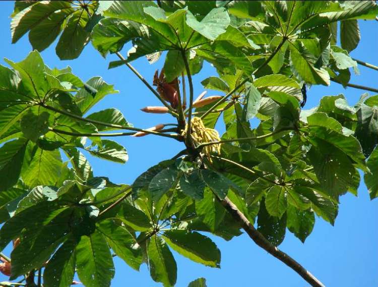 cecropia_pachystachya02.jpg