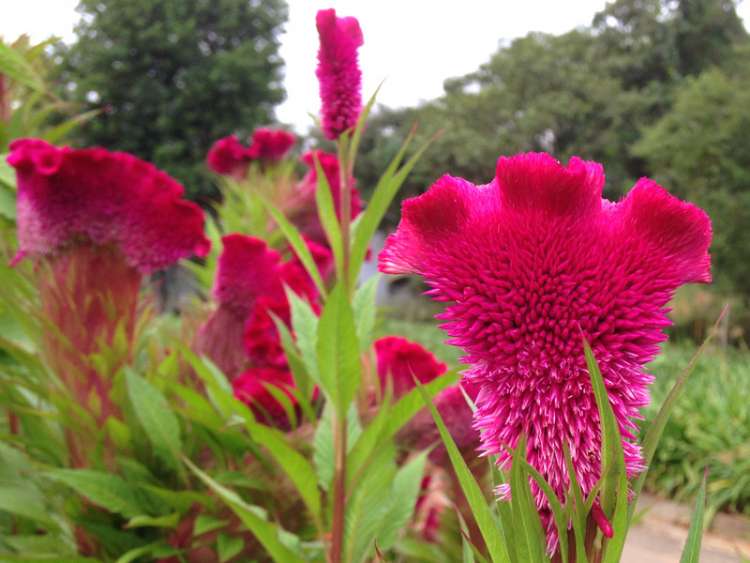 celosia-cristata-04.jpg