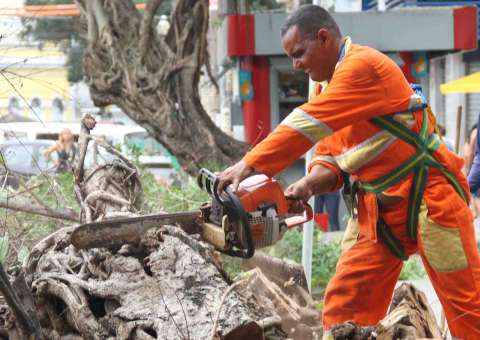 Prefeitura realiza manejo da arborização na Eduardo Ribeiro e anuncia plantio de novas mudas