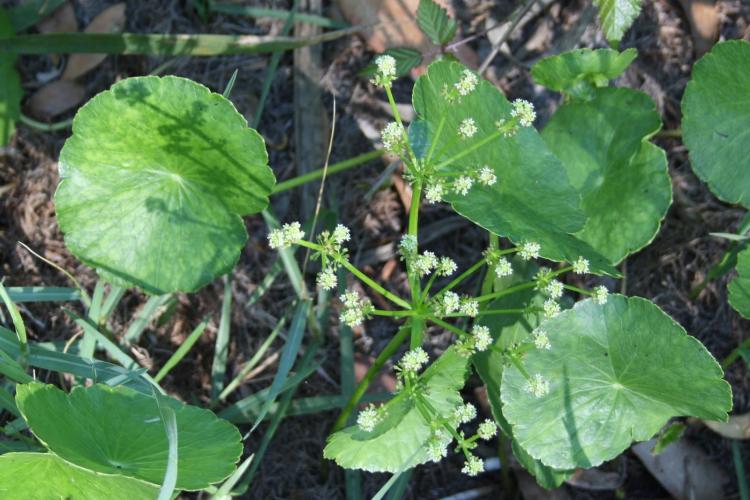 chapeus_hydrocotyle_bonariensis_3.jpg